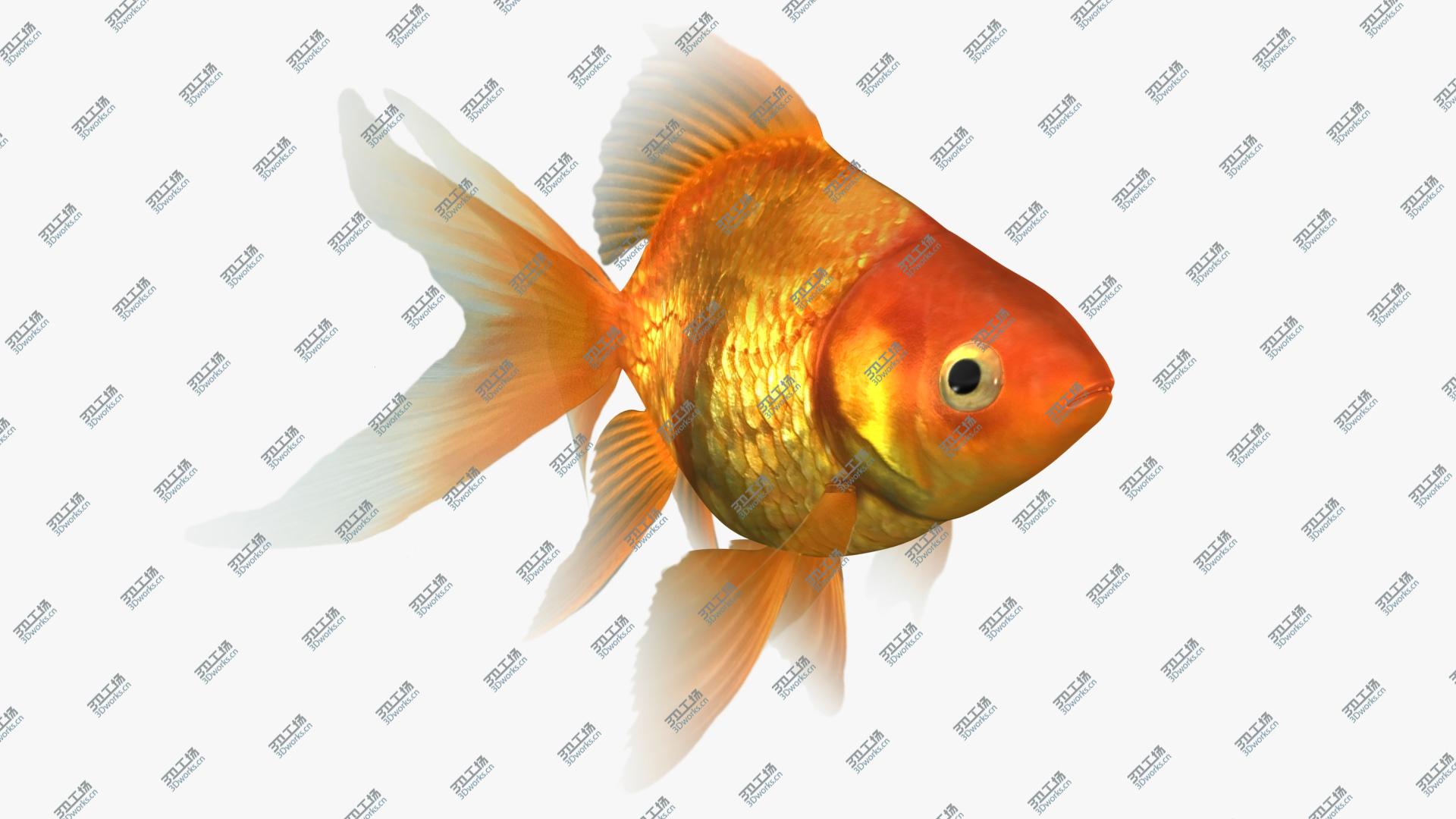 images/goods_img/202105074/Ryukin Goldfish Animated 3D model/2.jpg